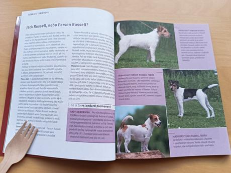 Parson a jack russell terriér - karin wegner, 