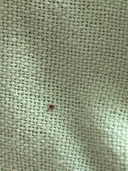 Co je červený brouček ve vašem domě?