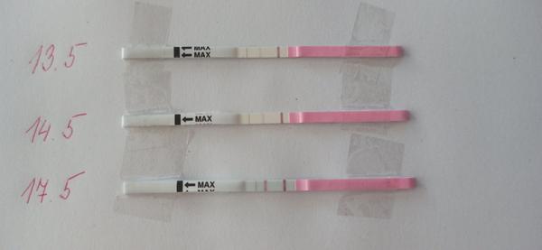 Ovulace a testy. Kdy je čas na úspěch?