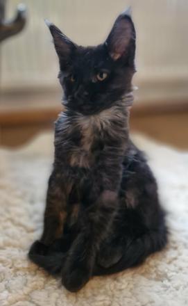 11ti týdenní mainská mývalí kočička poppy,