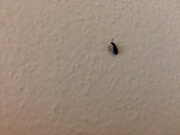 Škůdce brouk v bytě