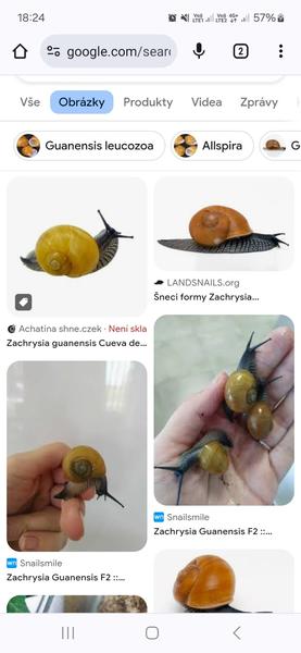 Kdo chová africké šneky a jak je získat?