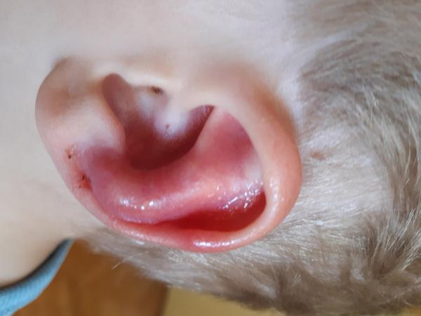 Vyrážka - bolák na ušním boltci. Máte zkušenost?