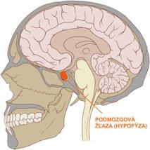 LH a jiné pohlavní hormony