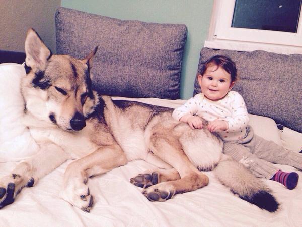 Psík vrčí na roční holčičku, máte zkušenost?