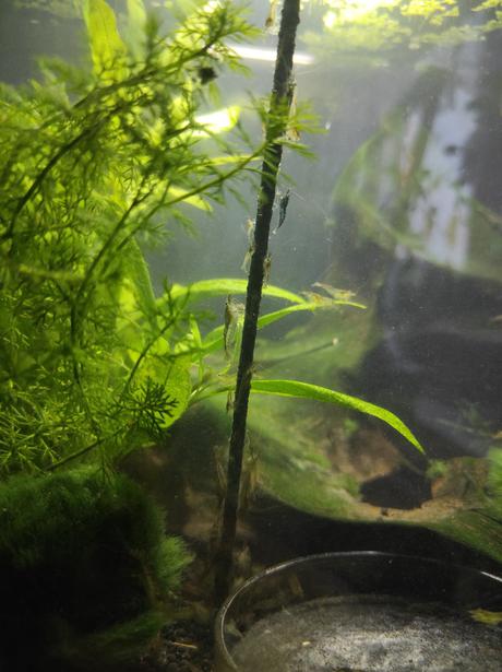 Sladkovodní krevetky neocaridina, 