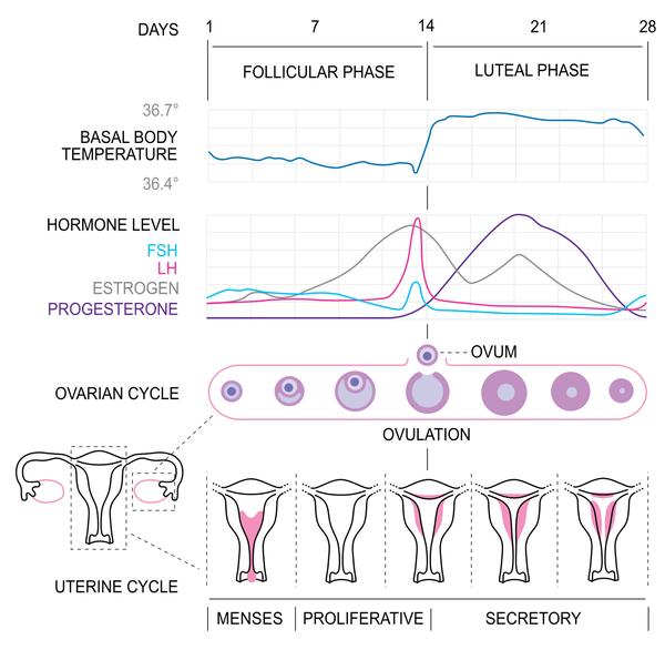 Proč stoupá hladina LH před menstruací? Biochemické těhotenství?
