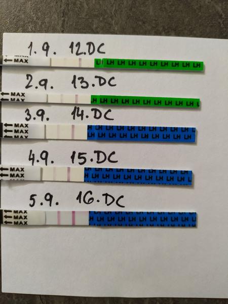 Ovulační testy. Je pozitivní?