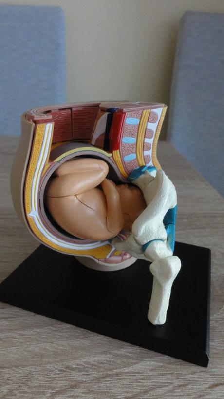 Model ženské pánve s plodem rozkládatelný, 