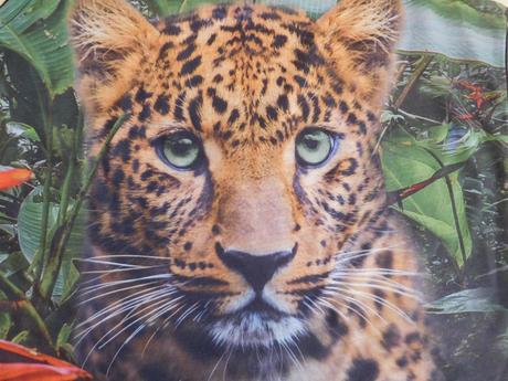 Tričko s tygříkem vel. 146/152, c&a,146