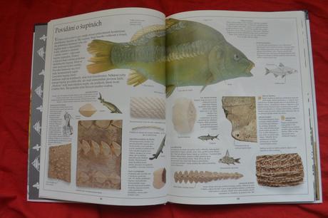 Kniha ryby,