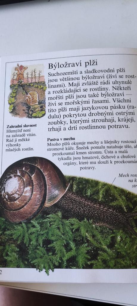 Měkkýši - jennifer coldrey,