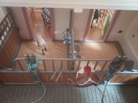 Schleich stáj, kavárna, elfí kavárna cena za vše,