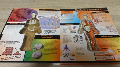 Poznej lidské tělo trojrozměrný pohled do těla, 