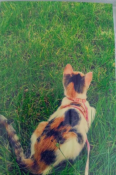 Daruji kotě v Praze. Spěchá kvůli alergii dcery!