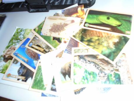 Samolepky zvířátka, 