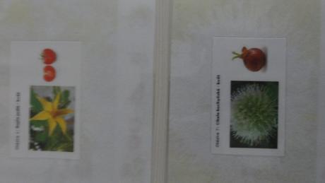 Mětontessori kartičky - květ a zelenina, 