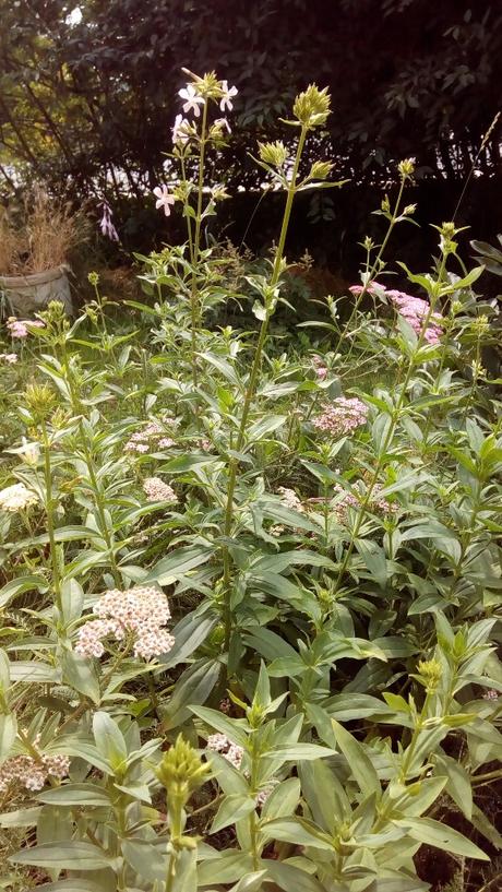 Mydlice lékařská -sazenice léčivka, 