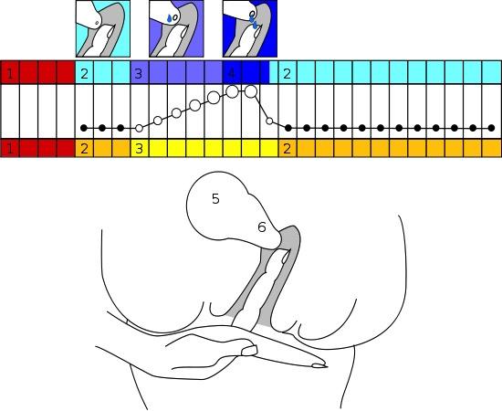 Přirozené plánování rodičovství - kontrola čípku prstem a znázornění průběhu cyklu Přirozené plánování rodičovství - kontrola čípku prstem a znázornění průběhu cyklu