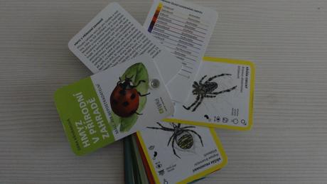 Hmyz v přírodní zahradě,