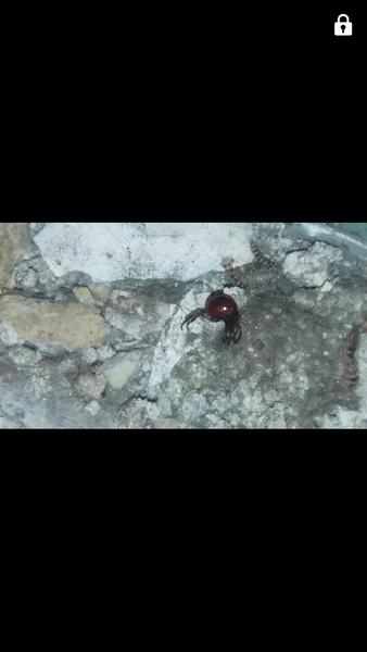 V pokojíčku se rojí divný brouci, co to je?