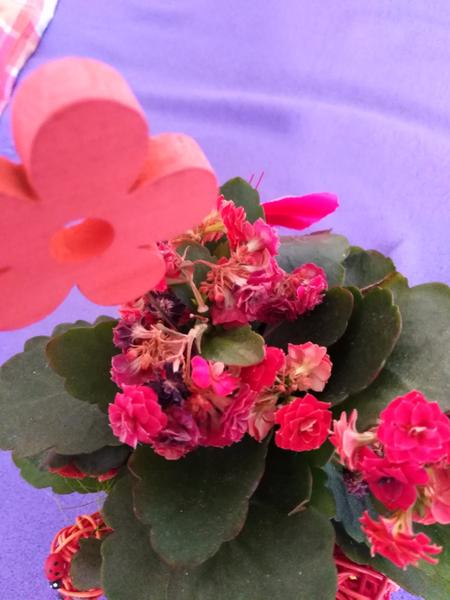 Pomoc s kytičkou. Jak se postarat, aby ještě kvetla?