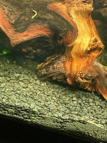 Odborná otázka pro akvaristy