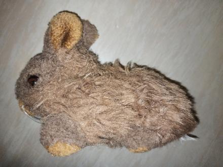 Hnědý zajíc, 