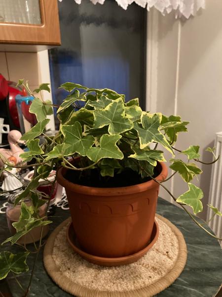 Název květiny. Nevíte, prosím?