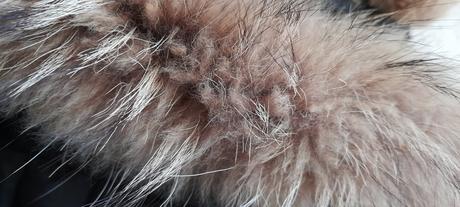 Howeer péřová bunda s páskem kapucí a kožešinou, xl