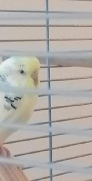 Pohlaví andulky. Nevíte někdo?