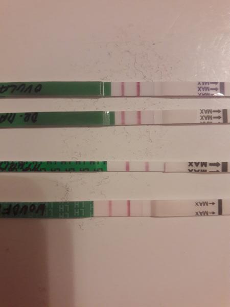 Ovulace. Kdy byla/bude?