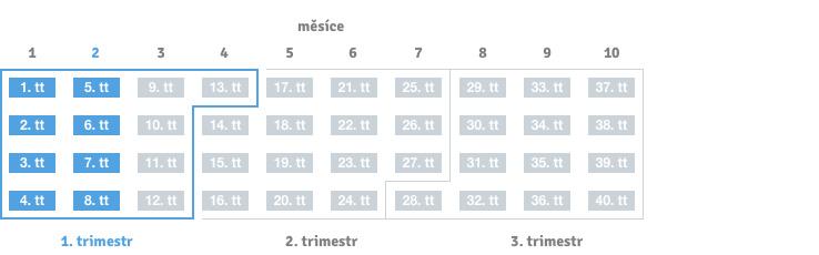 8. týden těhotenství