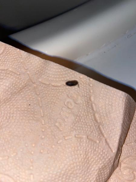 Je to štěnice nebo stínka? Jak to poznat podle fotky?