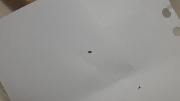 Může to být štěnice?