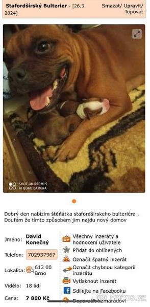 Podvodné nabídky stafordšírského bulteriéra. Jak se nenechat napálit?