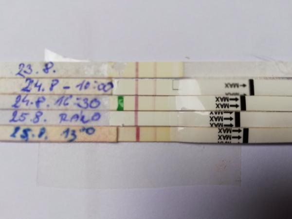 Kdy mohla být ovulace?