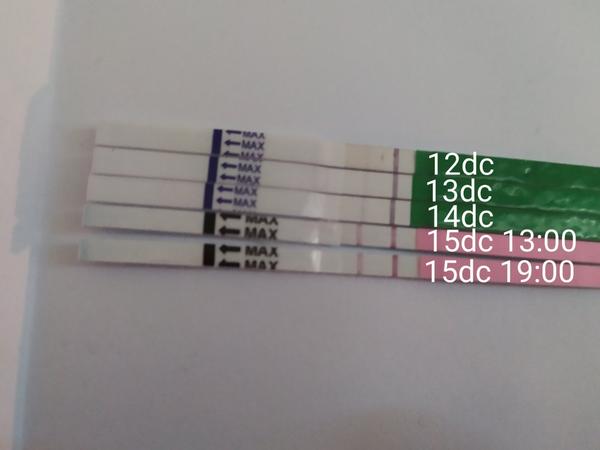 Kdy myslíte, že bude ovulace?