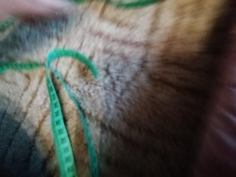 Perleťová zimní bunda pro princeznu-4-5let-top sta, lindex,98