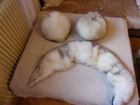 2 čepice a límec - liška, 56