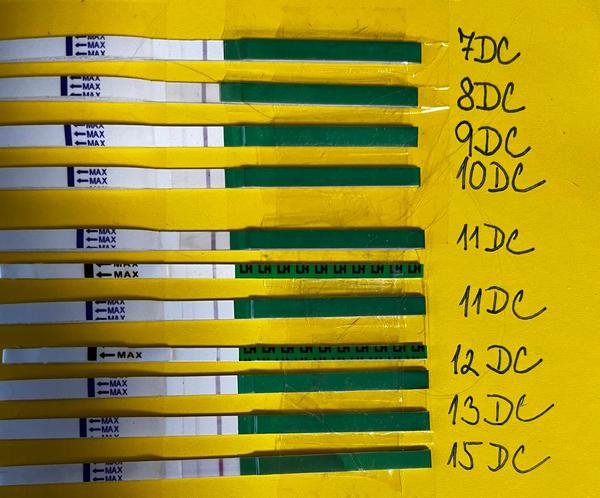 Jak podpořit růst folikulů po Clostilbegytu?