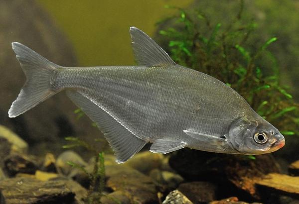 Poptavám menší rybky. Nabídnete?