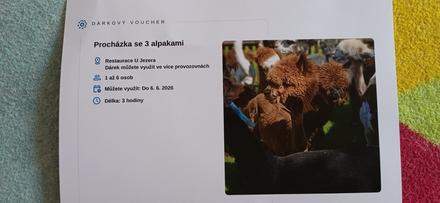 Voucher na procházku s alpakami nymburk, 