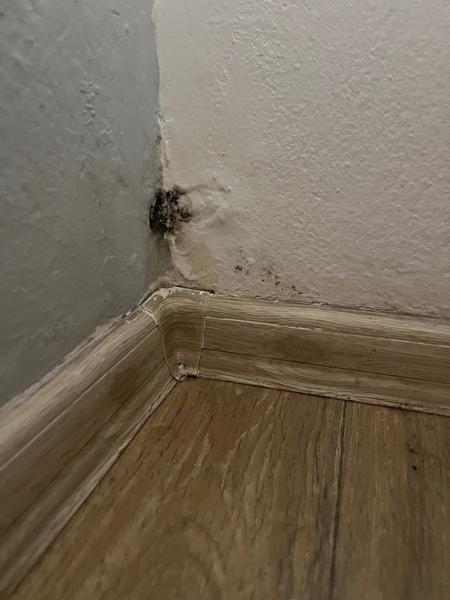 Jak odstranit plíseň za postelí v pronajatém domě?