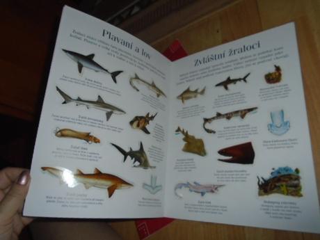 Křížovky dětské luštění žraloci samolepky 4ks, 