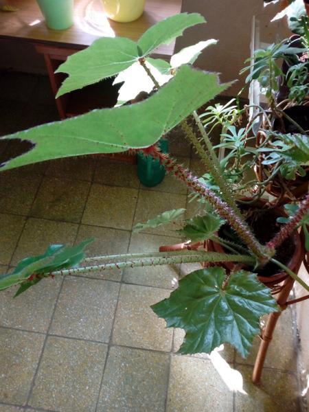 Pokojová rostlina (fotka) - znáte ji?