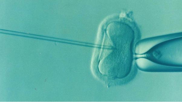 Oplodnění vajíčka