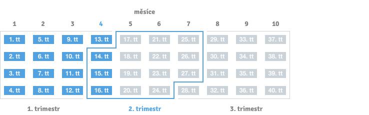 16. týden těhotenství