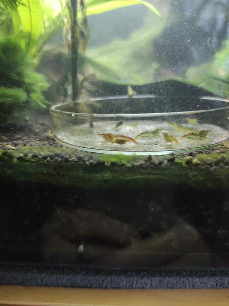 Sladkovodní krevetky neocaridina, 