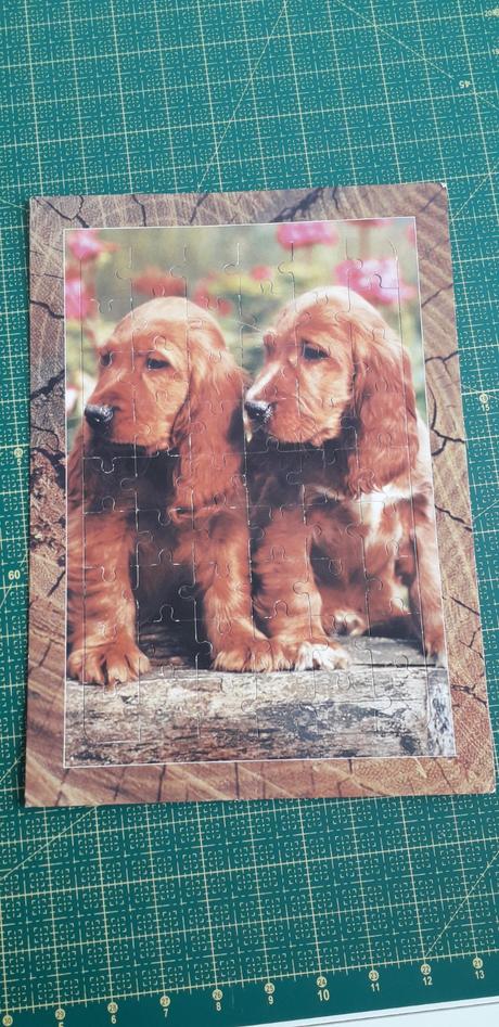 1006 - puzzle kokršpaněl,